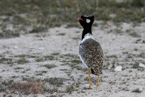 Northern black korhaan (Outarde à miroir blanc) Etosha