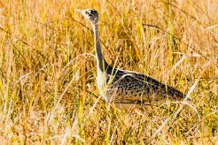 Black-bellied Bustard (Outarde à ventre noir)_x737A5065-2 null