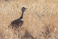 Red crested korhaan (Outarde houppette) To/vers Homeb