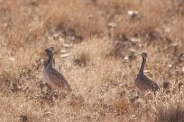 Red crested korhaan (Outarde houppette) To/Vers Homeb