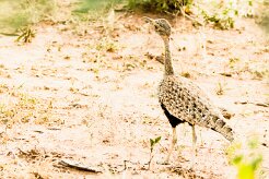 Red-crested Korhaan (Outarde houppette)_737A2741-2 null