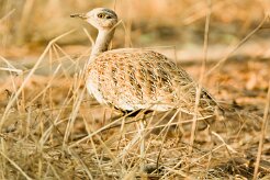 Red-crested Korhaan (Outarde houppette)_x737A5313-2 null