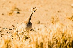 Red-crested korhaan (Outarde houppette)-737A8607-2 null