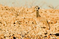 Red-crested korhaan (Outarde houppette)-737A8803-2 null