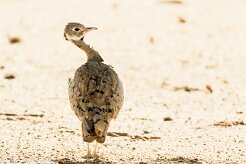 Red-crested korhaan (Outarde houppette)-737A9094-2 null