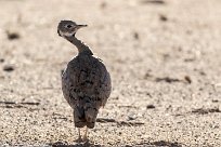 Red-crested korhaan (Outarde houppette) Twyfelfontein et Huad River - Damaraland - Namibie