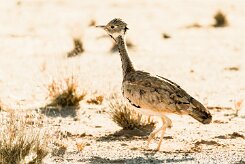 Red-crested korhaan (Outarde houppette)-737A9095-2 null