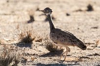 Red-crested korhaan (Outarde houppette) Twyfelfontein et Huad River - Damaraland - Namibie