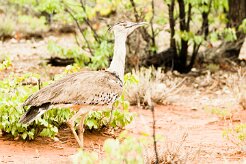 Kori Bustard (Outarde kori)_737A4657 null