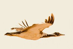 Kori Bustard (Outarde kori)_737A9163-2 null