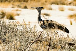 Kori Bustard (Outarde kori)_737A9456 null