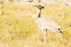 Kori Bustard (Outarde kori)_7D2_0980 null