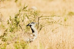 Kori Bustard (Outarde kori)_x737A4744-2 null