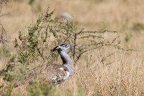 Kori Bustard (Outarde kori) Kori Bustard (Outarde kori)