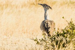 Kori Bustard (Outarde kori)_x737A4767-2 null