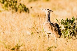 Kori Bustard (Outarde kori)_x737A5090-2 null