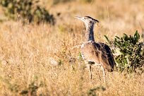 Kori Bustard (Outarde kori) Kori Bustard (Outarde kori)