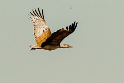 Kori Bustard-(Outarde kori)_737A2669-2 null