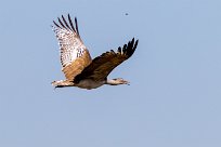 kori bustard (Outarde kori) Du côté d'Omaruru