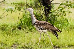 Kori Bustard-(Outarde kori)_737A4936 null