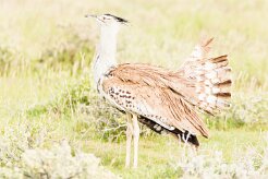 Kori Bustard-(Outarde kori)_737A5169 null