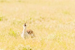 Kori bustard (Outarde Kori)_737A5198 null