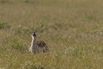 Kori bustard (Outarde Kori) Etosha