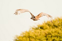 Kori bustard (Outarde kori)-737A0188-2 null