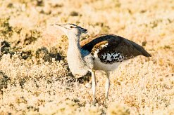 Kori bustard (Outarde kori)-737A9549-2 null