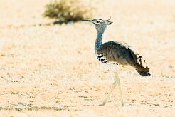Kori bustard (Outarde kori)-737A9632-2 null
