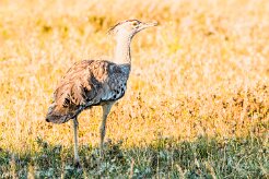 Kori bustard (Outarde kori)_7D2_0205 null