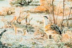 Lièvre du Cap, Kori Bustard-737A9589-2 null