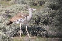 Kori bustard (Outarde kori) Etosha