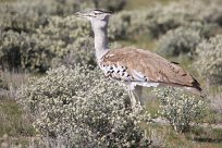 Kori bustard (Outarde kori) Etosha