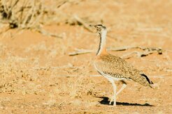 Ludwig's Bustard (Outarde de Ludwig)_737A2133-2 null