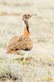 Ludwig's Bustard (Outarde de Ludwig)_737A5052 null