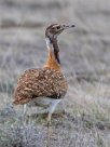 Ludwig's Bustard (Outarde de Ludwig) Etosha