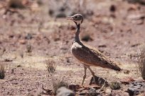 Ruppell's korhaan (Outarde de Ruppell) To/Vers Huab river