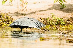 Black heron (Aigrette ardoisée)_7D2_0518 null