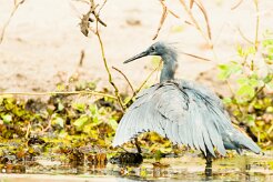 Black heron (Aigrette ardoisée)_7D2_0526 null