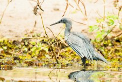 Black heron (Aigrette ardoisée)_7D2_0527 null