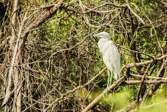 Garceta azul (Aigrette bleue)_231117_3576-2 null