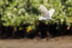 Garceta azul (Aigrette bleue)_231118_3853-2 null