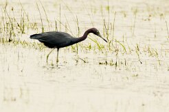Garceta azul (Aigrette bleue)_231130_4836-2 null