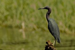 Garceta azul (Aigrette bleue)_231202_5324-2 null