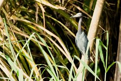 Garceta azul (Aigrette bleue)_231203_5607-2 null