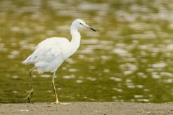Garceta azul (Aigrette bleue)_231212_5445-2 null