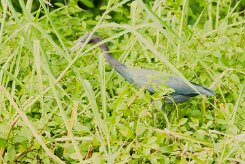 Garceta azul (Aigrette bleue)_231213_5646-2 null
