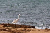 Aigrette des récifs Aigrette des récifs