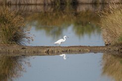 Aigrette garzette_737A1136 null